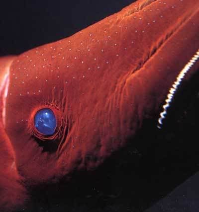 The Vampire Squid also called Vampyroteuthis lives in great depths of 3500