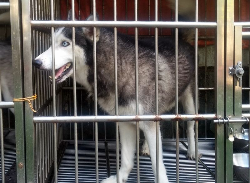 Thanh lý cặp husky giống giá 8tr/cặp