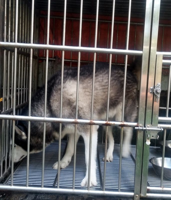 Thanh lý cặp husky giống giá 8tr/cặp - 1