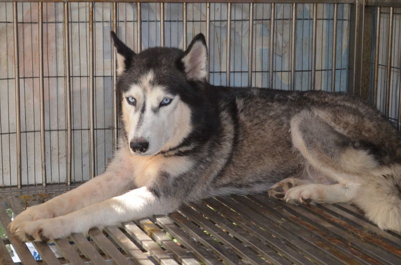 Thanh lý cặp husky giống giá 8tr/cặp - 2