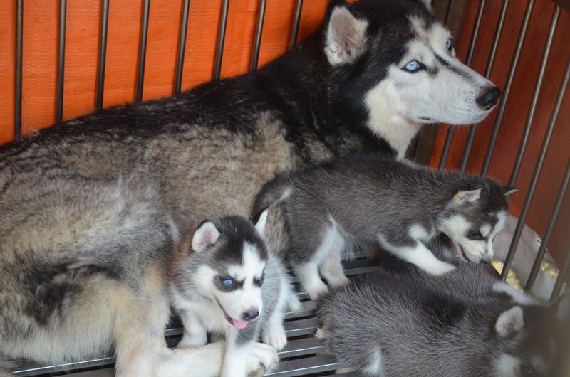Thanh lý cặp husky giống giá 8tr/cặp - 3