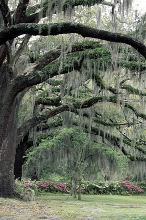 Spanish Moss Pictures, Images and Photos