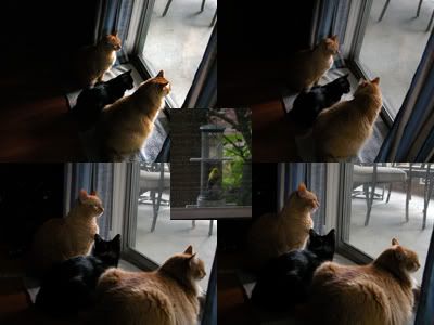 birding with the cats