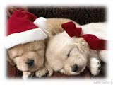 christmas puppies Pictures, Images and Photos