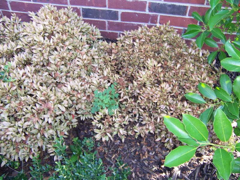 Are my Azaleas dying? (Pics)
