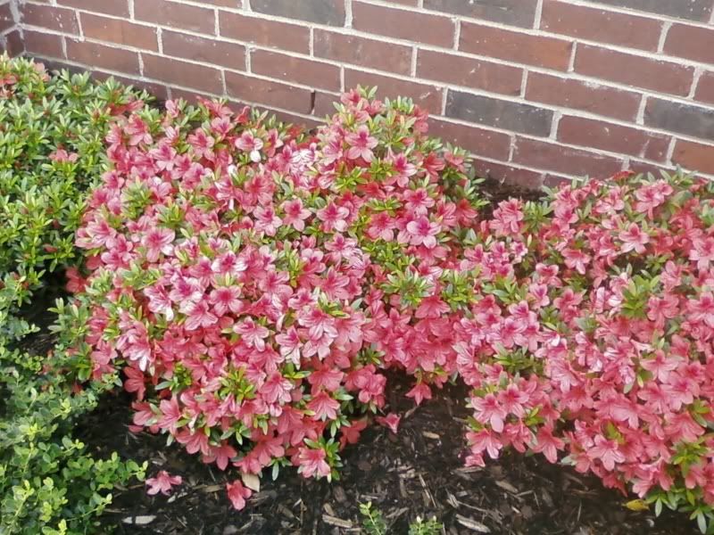 Are my Azaleas dying? (Pics)