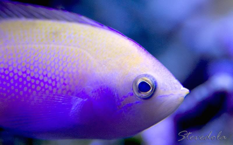  photo barlettanthias2_zpsf2d766df.jpg