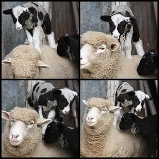lambs1.jpg