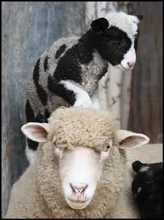 lambs6.jpg