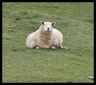 sheepie.jpg