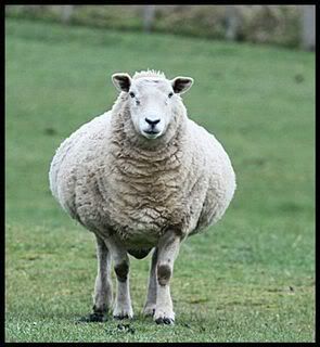 sheepie1.jpg