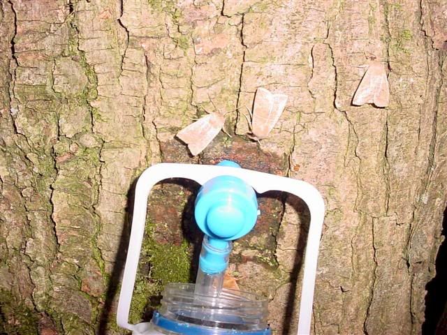 Making Maple syrup question - Homesteading Questions