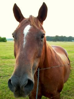 horse_face.jpg