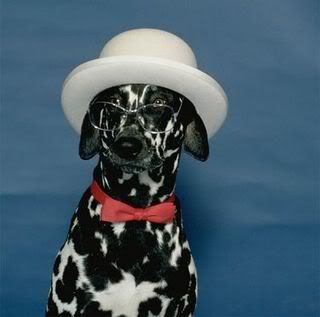 normal_dog-wearing-hat-and-glasses.jpg