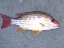 snapper