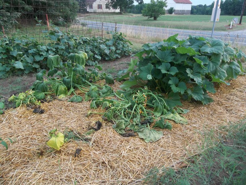 Squash Dying Overnight Homesteading Forum