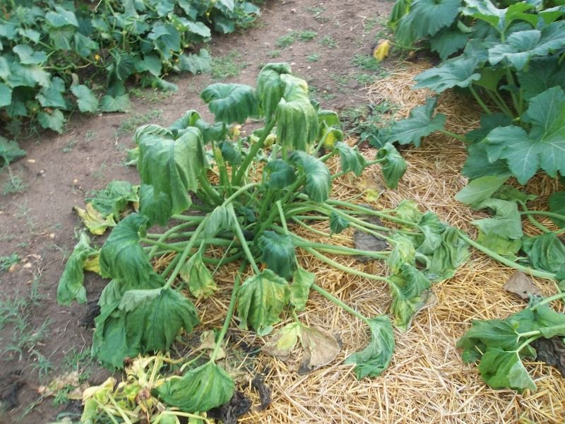 Squash Dying Overnight Homesteading Forum
