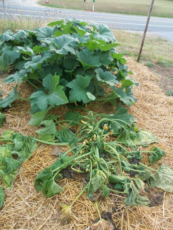 Squash Dying Overnight Homesteading Forum