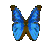 Butterfly Blue Animated