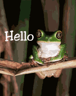 frog hello Pictures, Images and Photos