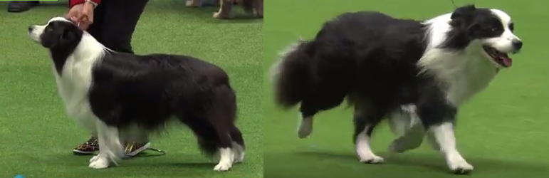 cruftsbordercollie_zps1xfvq0ke.png