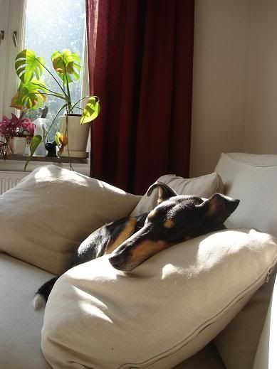 soffhund-1.jpg
