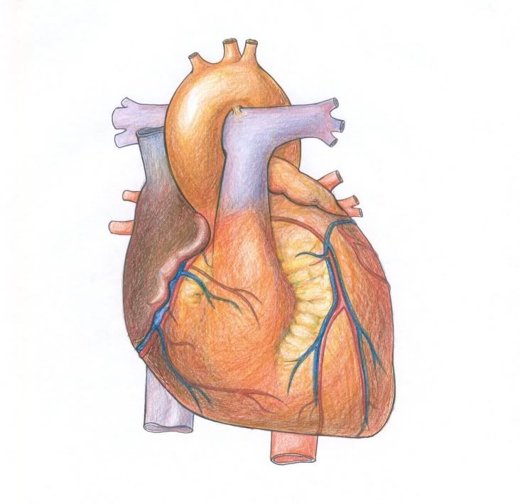 human heart drawing. Anyone can draw a heart,
