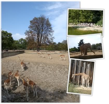 Lyon Parc Tete d'Or Zoo Biche Daim Faon Elephant Girafe Flamand Rose