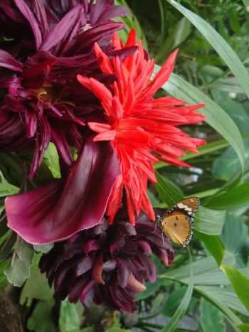 Suède Suede Stockholm Fjarilshuset Papillons Serres Tropicales Volières Plantes Fleurs