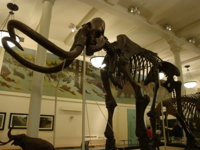 Museum Histoire Naturelle Natural History Nuit Musee Mammouth Squelette