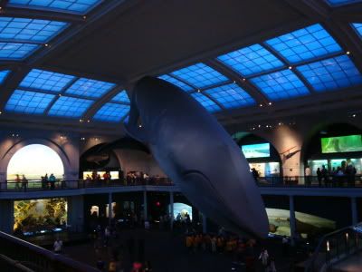 New York NY Manhattan Museum Histoire Naturelle Natural History Nuit Musee Baleine