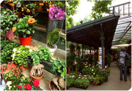 paris 4 arrondissement marche oiseaux fleurs place louis lepine ile cite saint michel cages graines oiseau volatile pavillon belle epoque