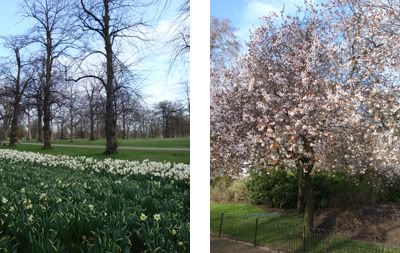 Fleurs Hyde Park Londres