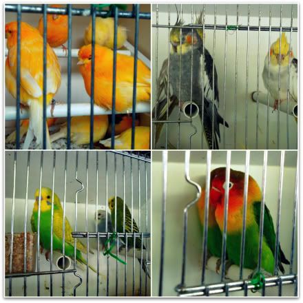 paris 4 arrondissement marche oiseaux fleurs place louis lepine ile cite saint michel cages graines oiseau volatile inseparable colibri perroquet gallinace