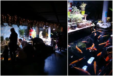 cineaqua aquarium paris bassin caresse carpe koi coi poisson toucher enfants