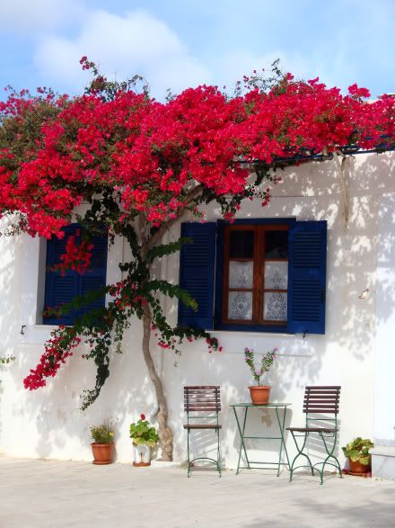 Paros – Lefkes, bougainvilliers en fleurs  grece cyclades paros village lefkes maison photo bougainvillier
