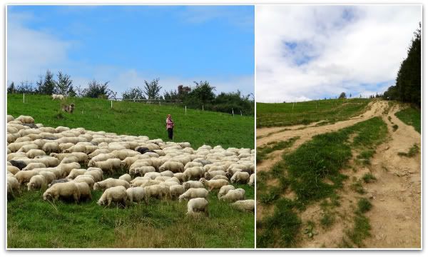  gubalowka randonnee montee marche troupeau mouton zakopane pologne