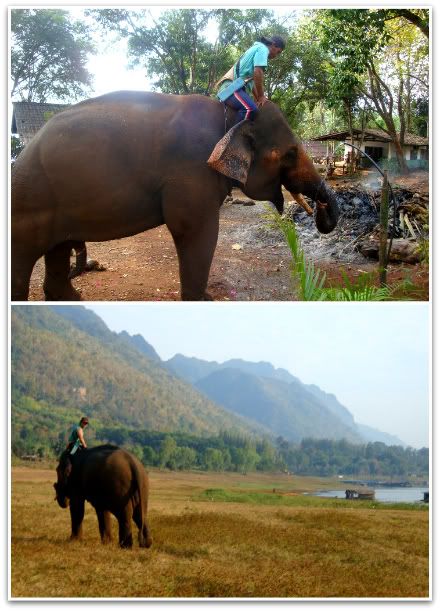 elephant mahout cornac elephants promenade dos balade ganesha park fran&ccedil;ois thong pha phum aena blog photo voyage thailande