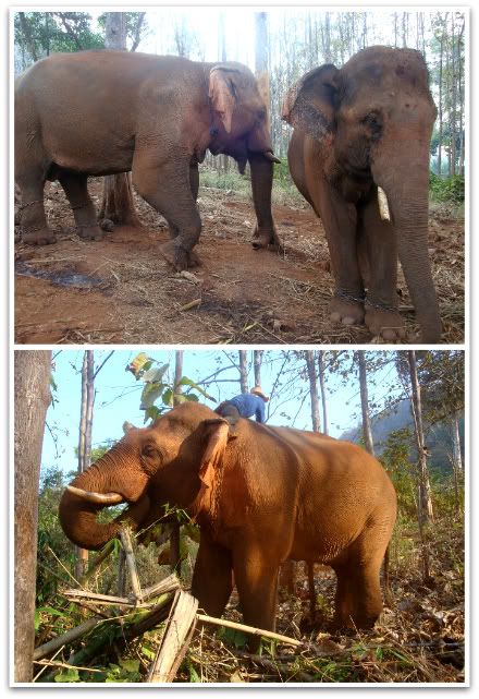 ganesha park fran&ccedil;ois ganeshapark camp elephant pachyderme elephants aena blog photo thailande