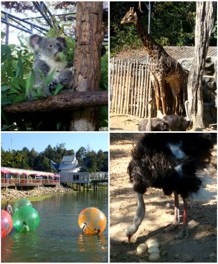 zoo parc zoologique autruche girafe aquarium koala Aena blog voyage tha&iuml;lande chiang mai