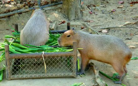 gros rongeur capybara capibara zoo parc zoologique Aena blog voyage tha&iuml;lande chiang mai