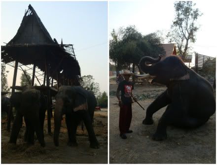krall &eacute;l&eacute;phant elephants Ayutthaya aena blog photo voyage thailande