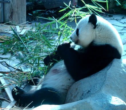 Chuang-Chuang Lin-Hui Lin-Ping zoo parc zoologique panda Aena blog voyage tha&iuml;lande chiang mai