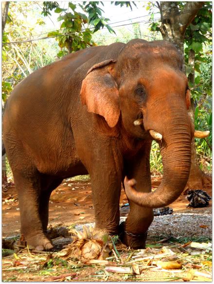 elephant male adulte ganesha park ganeshapark thailande aena blog photo voyage