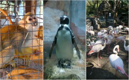 zoo parc zoologique pingouin flamants roses singe Aena blog voyage tha&iuml;lande chiang mai