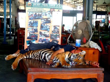 kanchanaburi temple tigres tigre sedate drogue photo Thailande thaïlande blog aena