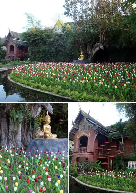 chiang mai jardin tulipes ombrelle wat phan tao aena blog photo voyage thailande
