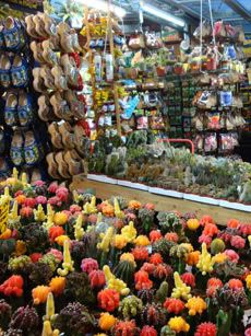 Marché aux fleurs Amsterdam cactus