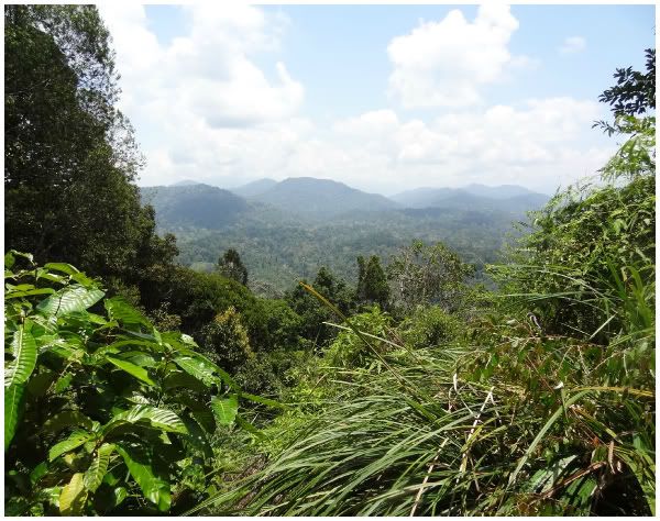 bukit teresek terisek jungle taman negara foret tropicale