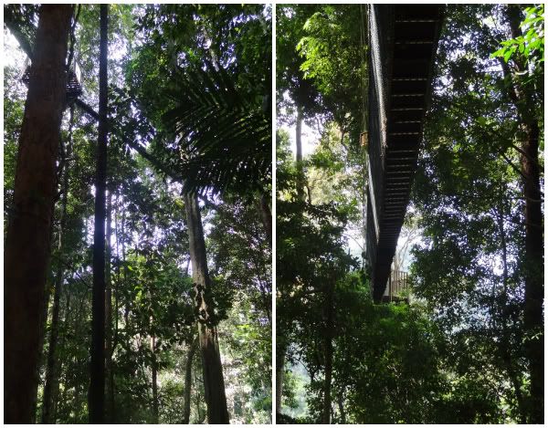 canopée canopy walkway taman negara plus longue du monde malaisie